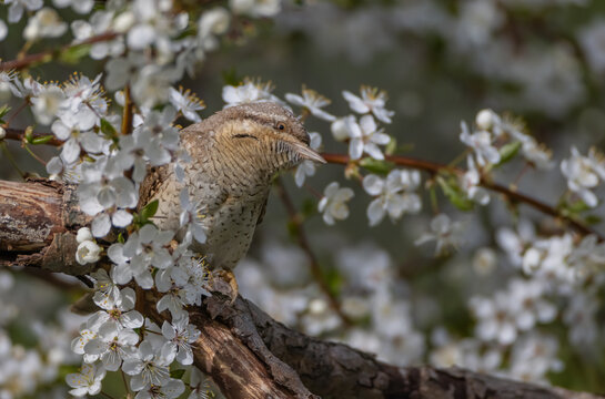 Eurasian Wryneck  - in spring at the garden
