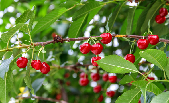 Ripe Red Cherries Hanging on Tree Branch with Green Leave