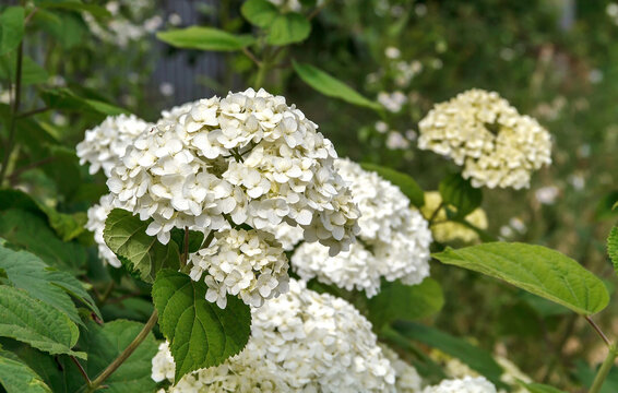 White Hydrangea Blossoms in a Summer Garden