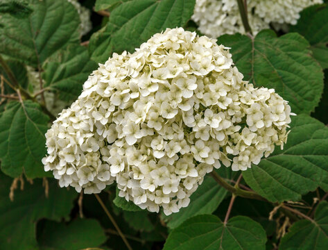 White Hydrangea Blossom in Garden Close-Up