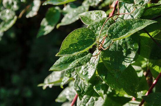 Green Leaves with Water Drops in Sunlight