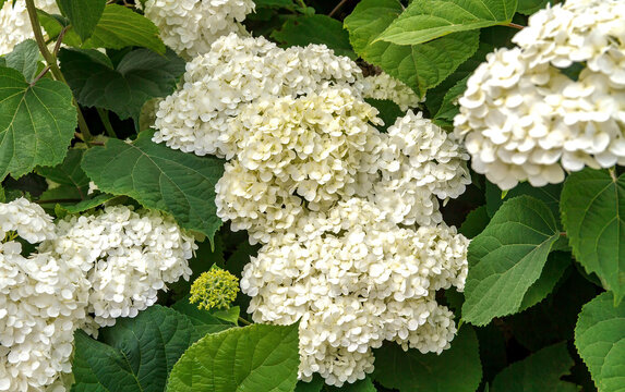 White Hydrangea Flowers in Bloom with Lush Green Leaves