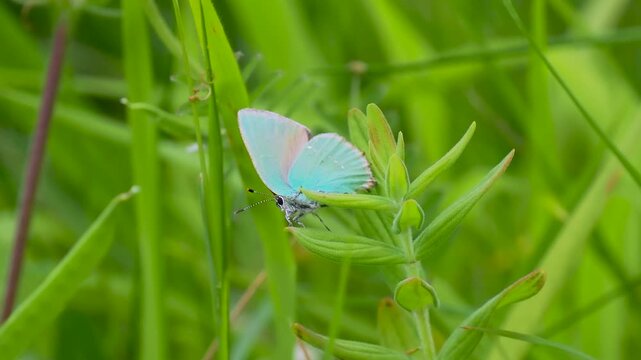 A Green Hairstreak in a Meadow