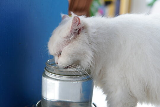 close up of white cat head drinking from a jar.. white persian cat drinking fresh water from a glass jar. domestic feline thirsty