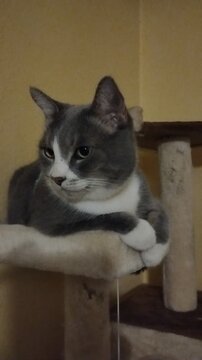 Video of Pet Cat