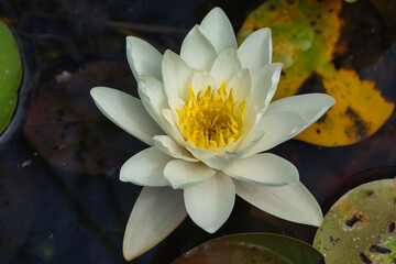 Weiße Seerose © Hans Steen-Kiel