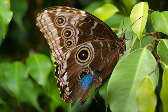 Blauer Morphofalter