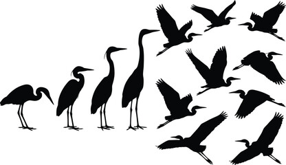 Fototapeta premium Collection of heron and crane bird silhouettes in flying and standing poses