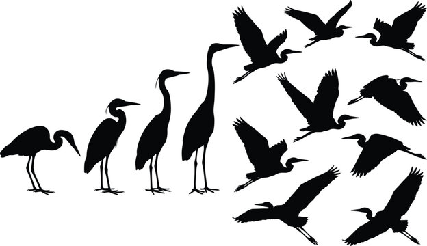 Collection of heron and crane bird silhouettes in flying and standing poses