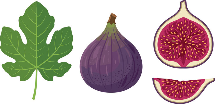 Purple fig fruit vector set featuring whole ripe fig prominent green leaf cross section half slice with seeds and small cut wedge isolated on white background