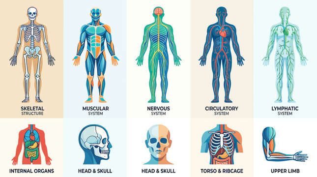 Human Anatomy Systems: Skeleton, Muscles, Nerves, Circulatory, Lymphatic, Organs, Skull, Torso, Arm
