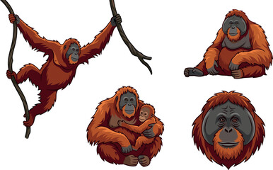 Orangutan vector character collection featuring wild monkey climbing vine sitting mother hugging baby and detailed ape face portrait isolated on white background © Nasrin