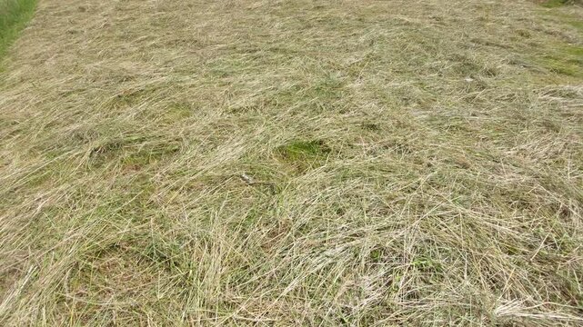 Top view texture of freshly cut green grass drying into hay in the field