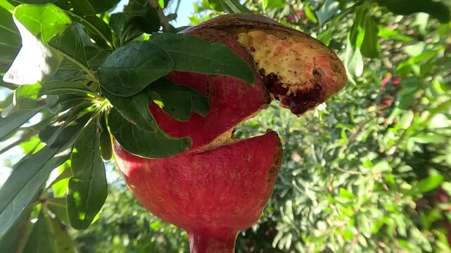 Close up of burst red pomegranate fruit hanging in organic orchard