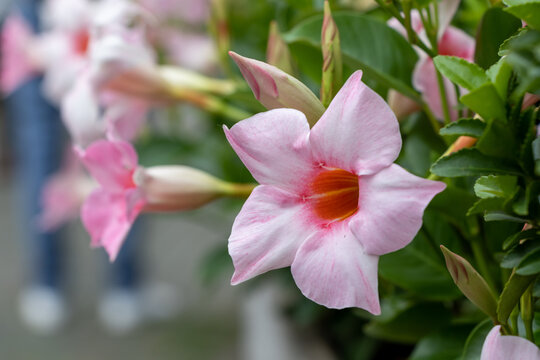 Close Up of Pink Mandevilla Flower Blooming with Soft Bokeh Background