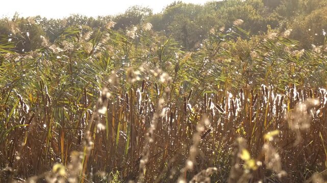 Reed grass field with blooming brown cattails in swamp ecosystem. Seasonal lifecycle transitions visible on sunny day. Overview shot, peaceful atmosphere, camera pan. Harmony.