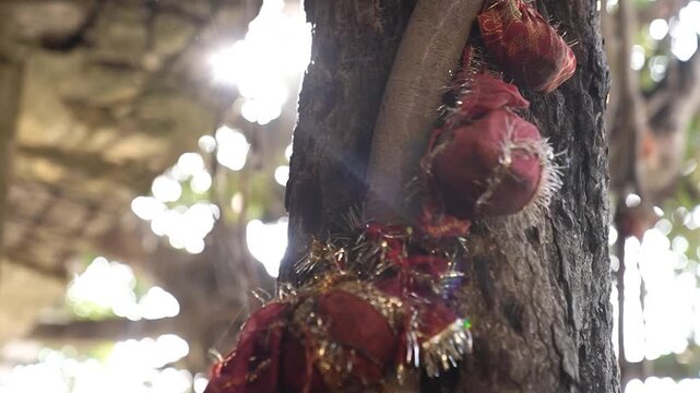 Sacred temple tree adorned with countless red prayer cloths, illuminated by warm sunlight filtering from behind, captured in a smooth cinematic slider shot that evokes faith, hope, and devotion.