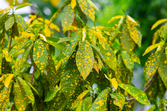 Colorful gold dust croton (Codiaeum variegatum) featuring green leaves with bright yellow spots, captured in Vietnam as an ornamental tropical plant.