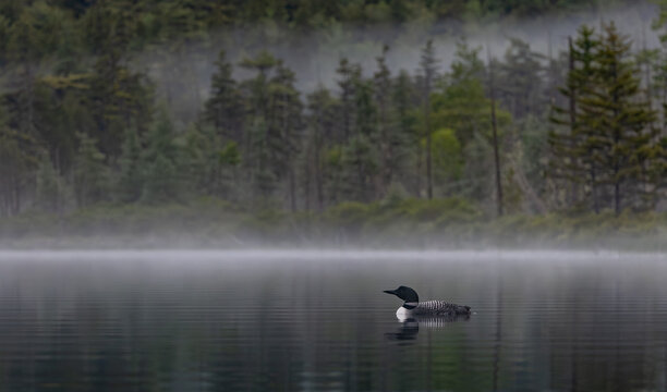 Common loon on a lake at sunrise