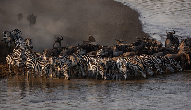 The great wildebeest migration in Africa 