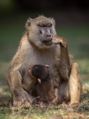 Obraz premium Baboon baby in Kenya, Africa 