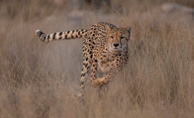 A cheetah in Kenya, Africa  © Harry Collins