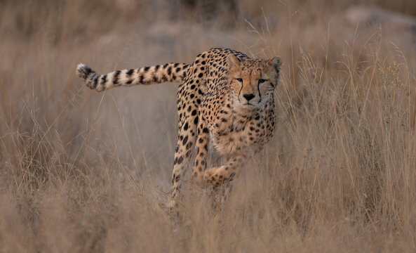 A cheetah in Kenya, Africa 