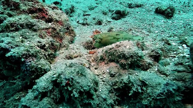 White leaf scorpionfish, Taenianotus triacanthus, tilts sideways and sways like a leaf in the current.