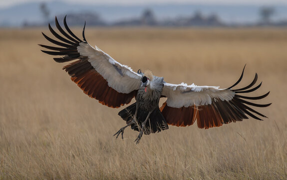 A crowned crane in Africa 
