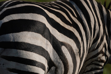 Obraz premium A zebra print closeup in Africa 