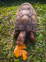 Fototapeta premium Close up from a turtle eating an orange