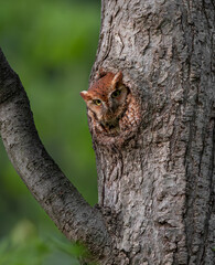 Obraz premium Eastern screech owl nest in a tree