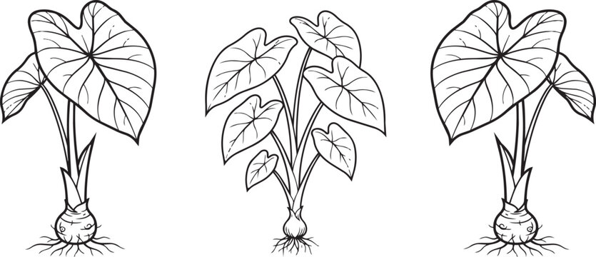 Illustration of three taro plants with large green leaves and edible corms set in black and white line art style suitable for coloring pages for children.
