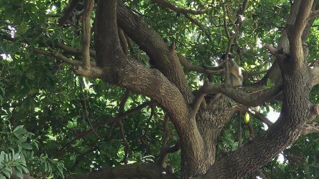 Two Capped Langurs Hiding and Leaping behind the dense branch structures of a bearing sapodilla tree, framing a compelling story of elusive wildlife survival instincts and defensive primate behavior.