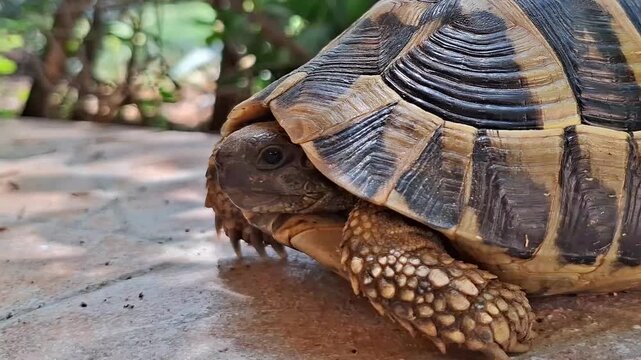Extreme close-up of a land tortoise profile showing eye and textured skin