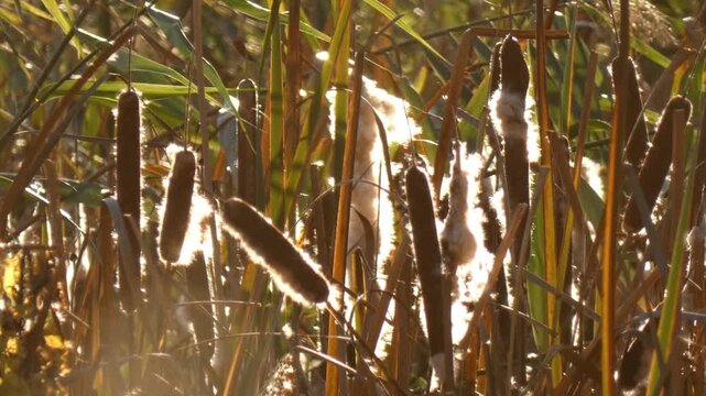 Broadleaf cattail (Typha latifolia) mature seed head bursting with dense white fluff. Golden hour sun highlighting brown seed pods. Close-up shot, detailed atmosphere. Vitality.