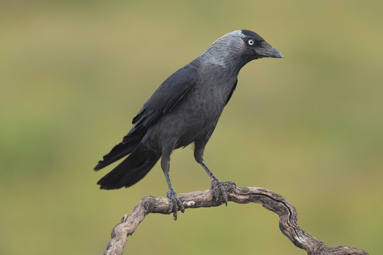 Western jackdaw - Coloeus monedula perched on a curved branch in El Taray, Spain. Dark corvid with distinctive silver-grey nape and pale eyes, isolated against a soft green backdrop.