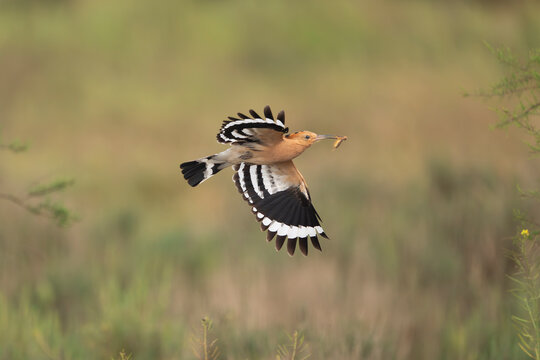 Eurasian hoopoe - Upupa epops in flight with an insect in its beak at El Taray, Spain. Beautiful bird showing its striking black and white striped wings against a natural background.
