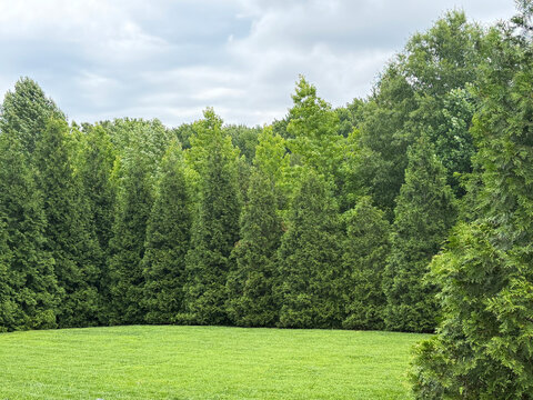 NC Hville Pine Perfection H 2026