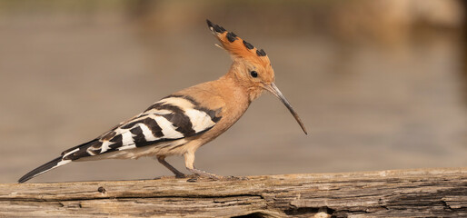 Eurasian Hoopoe (Upupa epops) with a prominent crest and long curved bill, perched on a rustic log in El Taray, Spain. Detailed side-profile wildlife stock photography. © PIOTR