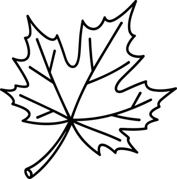 Maple Leaf Outline Drawing - Simple Botanical Illustration