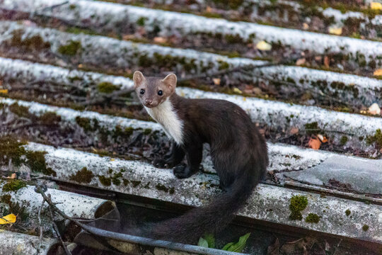 Stone Marten (Martes foina) Standing on Moss-Covered Roof Tiles Looking at Camera