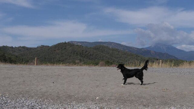 half border coliie dog on the beach by the sea 