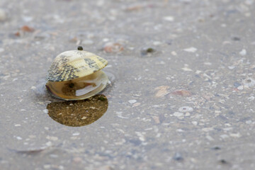 Clam shell opening on wet sandy beach © João Macedo