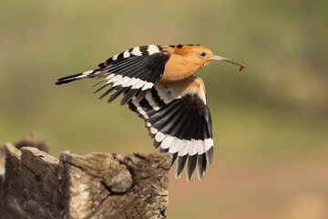 Eurasian hoopoe (Upupa epops) taking flight with a caterpillar in its beak, El Taray, Spain. Beautiful wildlife stock photography capturing striped wings and natural bokeh background. © PIOTR