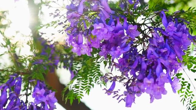 Jacaranda tree flowers, blooming violet flower closeup, beautiful ornamental tree blossom, blue flowers, summer park, slow motion. 