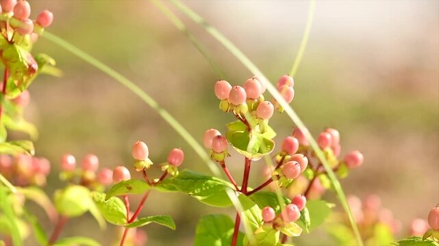 Hypericum growing in a garden, berries. St. John's Wort flowers, ripe pink berries of Hypericum, floristic plant close-up, slow motion. 