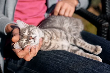 A content tabby cat lies relaxed on a person's lap with eyes closed while being gently petted outdoors, conveying comfort, trust and calm companionship in a sunny, casual setting. © Loginova