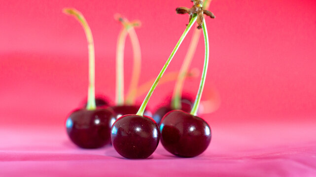 Ripe black cherry on rad background, macro close-up, cherry wood, garden.