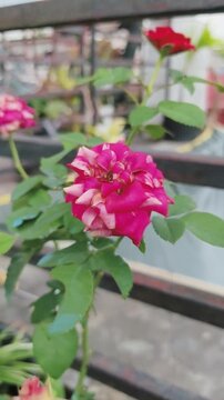 Vibrant pink rose blooms gracefully on green stem with soft sunlight filtering through.